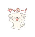 ふわもこマルチーズの感情スタンプ（個別スタンプ：1）