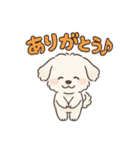 ふわもこマルチーズの感情スタンプ（個別スタンプ：2）