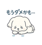 ふわもこマルチーズの感情スタンプ（個別スタンプ：21）