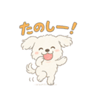 ふわもこマルチーズの感情スタンプ（個別スタンプ：25）