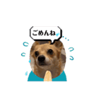 動くスタンプ◆すだちくんとかぼすくん（個別スタンプ：7）