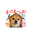 動くスタンプ◆すだちくんとかぼすくん（個別スタンプ：14）