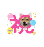 動くスタンプ◆すだちくんとかぼすくん（個別スタンプ：15）