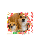 動くスタンプ◆すだちくんとかぼすくん（個別スタンプ：16）