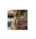 動くおこげスタンプ（個別スタンプ：3）