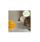動くおこげスタンプ（個別スタンプ：4）