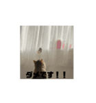 動くおこげスタンプ（個別スタンプ：7）