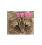 動くおこげスタンプ（個別スタンプ：9）