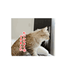 動くおこげスタンプ（個別スタンプ：13）