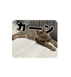 動くおこげスタンプ（個別スタンプ：15）