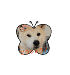 柴犬屋敷動く2（個別スタンプ：7）