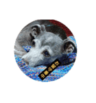 日々是好日徒然犬猫2（個別スタンプ：2）
