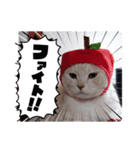 日々是好日徒然犬猫2（個別スタンプ：4）