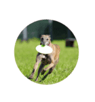 日々是好日徒然犬猫2（個別スタンプ：6）