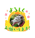 日々是好日徒然犬猫2（個別スタンプ：8）