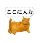 茶色の猫のメッセージ【猫ミーム】（個別スタンプ：1）