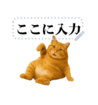 茶色の猫のメッセージ【猫ミーム】（個別スタンプ：2）