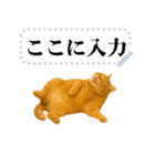 茶色の猫のメッセージ【猫ミーム】（個別スタンプ：3）