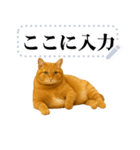 茶色の猫のメッセージ【猫ミーム】（個別スタンプ：5）