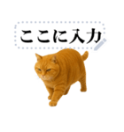茶色の猫のメッセージ【猫ミーム】（個別スタンプ：17）