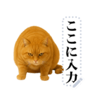 茶色の猫のメッセージ【猫ミーム】（個別スタンプ：19）