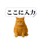 茶色の猫のメッセージ【猫ミーム】（個別スタンプ：22）