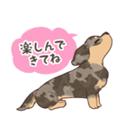ダックス大好き！家族の連絡専用◆シルバー（個別スタンプ：16）