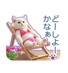 AI しろねこ OLIVIA ＠ 夏（個別スタンプ：8）