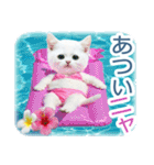 AI しろねこ OLIVIA ＠ 夏（個別スタンプ：10）