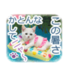 AI しろねこ OLIVIA ＠ 夏（個別スタンプ：11）