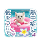 AI しろねこ OLIVIA ＠ 夏（個別スタンプ：15）