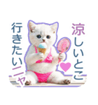 AI しろねこ OLIVIA ＠ 夏（個別スタンプ：17）