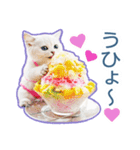 AI しろねこ OLIVIA ＠ 夏（個別スタンプ：19）