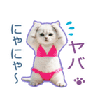 AI しろねこ OLIVIA ＠ 夏（個別スタンプ：21）