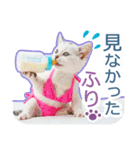 AI しろねこ OLIVIA ＠ 夏（個別スタンプ：22）