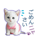 AI しろねこ OLIVIA ＠ 夏（個別スタンプ：23）