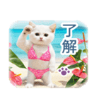 AI しろねこ OLIVIA ＠ 夏（個別スタンプ：25）