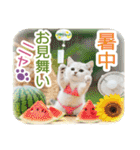 AI しろねこ OLIVIA ＠ 夏（個別スタンプ：37）