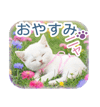 AI しろねこ OLIVIA ＠ 夏（個別スタンプ：40）