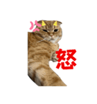 タロジロニャンズ（個別スタンプ：2）