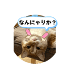 タロジロニャンズ（個別スタンプ：3）