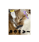 タロジロニャンズ（個別スタンプ：4）
