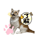 タロジロニャンズ（個別スタンプ：5）