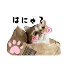 タロジロニャンズ（個別スタンプ：7）