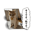 タロジロニャンズ（個別スタンプ：8）