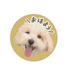 まるぷーおからくん その①（個別スタンプ：1）