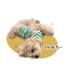 まるぷーおからくん その①（個別スタンプ：6）