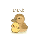 カルガモ親子 日本語（個別スタンプ：5）