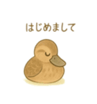 カルガモ親子 日本語（個別スタンプ：16）
