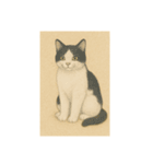 おすまし猫です(^-^)（個別スタンプ：13）